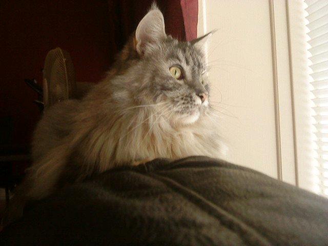 Maine Coon Cocco billede 20