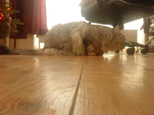 Maine Coon Cocco billede 36