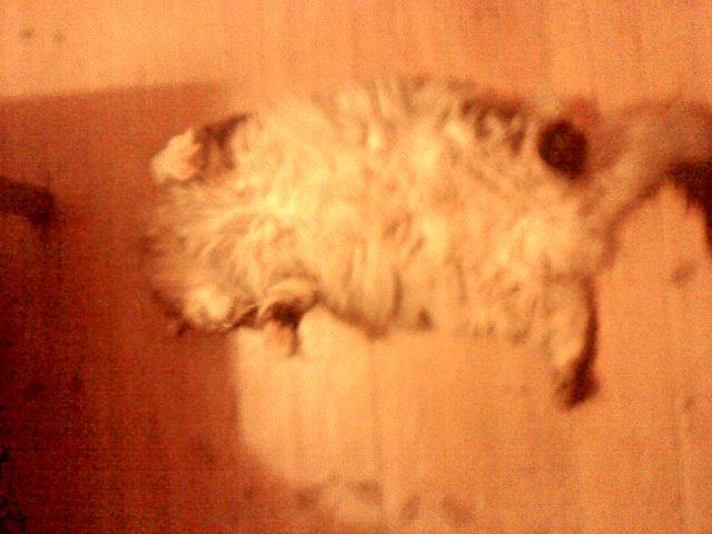 Maine Coon Cocco billede 39