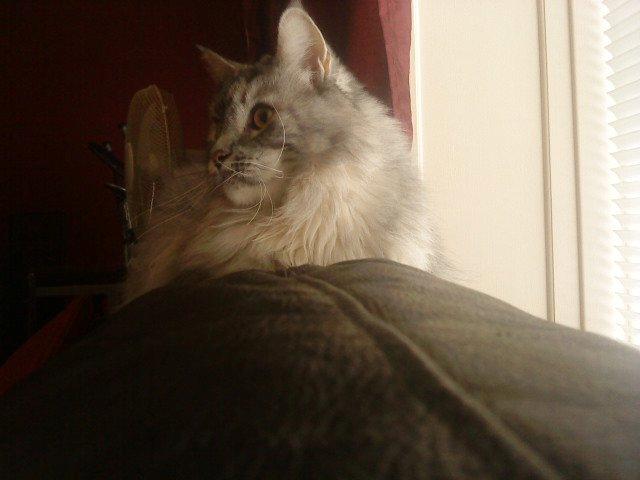 Maine Coon Cocco billede 19