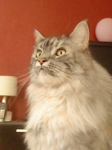 Maine Coon Cocco billede 14