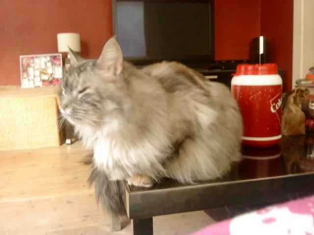 Maine Coon Cocco billede 17