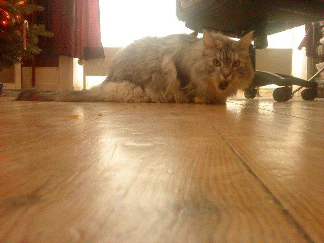 Maine Coon Cocco billede 35