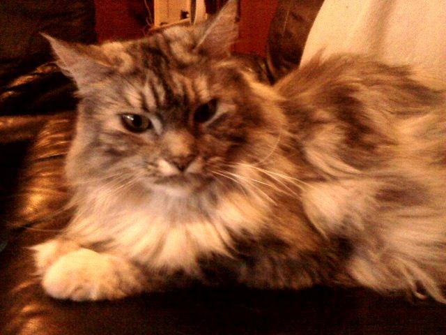 Maine Coon Cocco billede 42