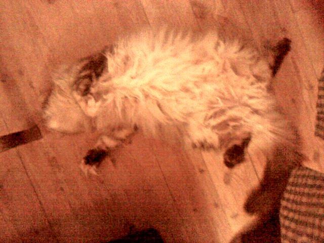 Maine Coon Cocco billede 41