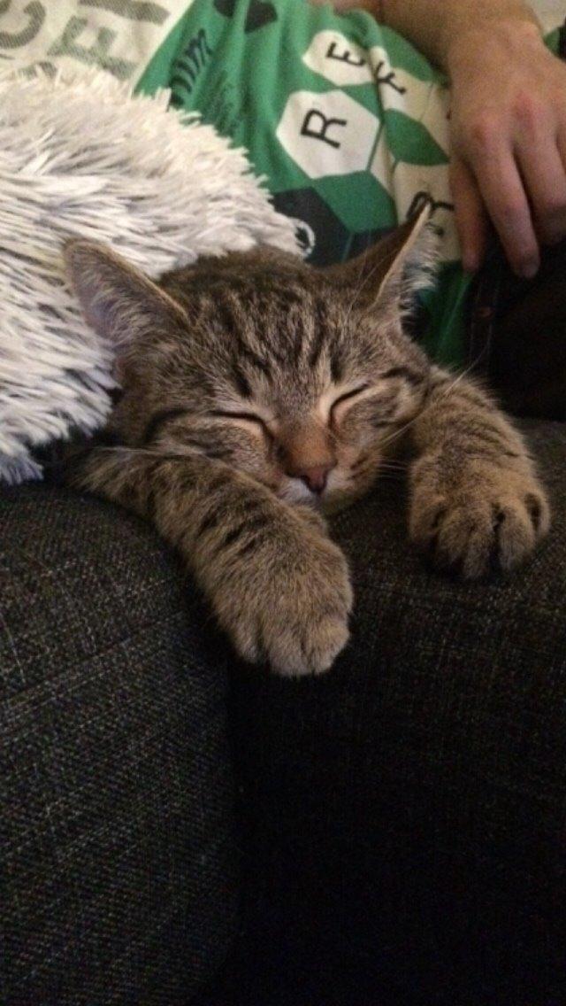 Europé Eife's Whirlaway (Willy) billede 14