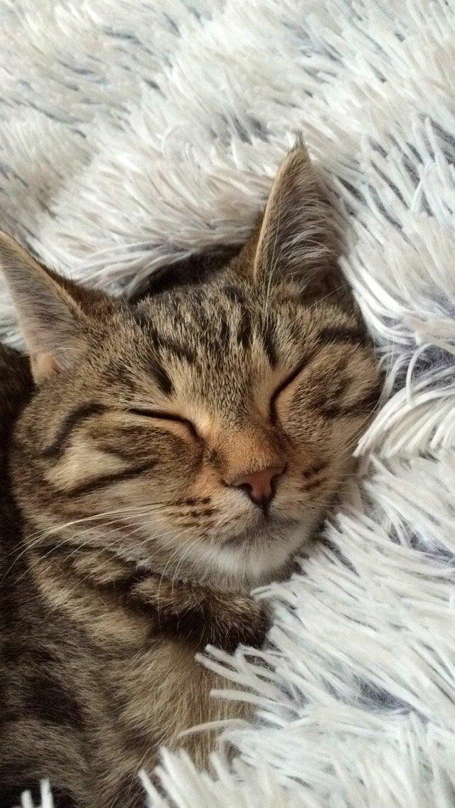 Europé Eife's Whirlaway (Willy) billede 16