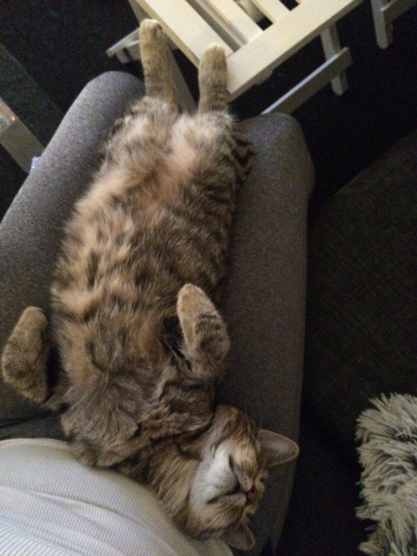 Europé Eife's Whirlaway (Willy) billede 17