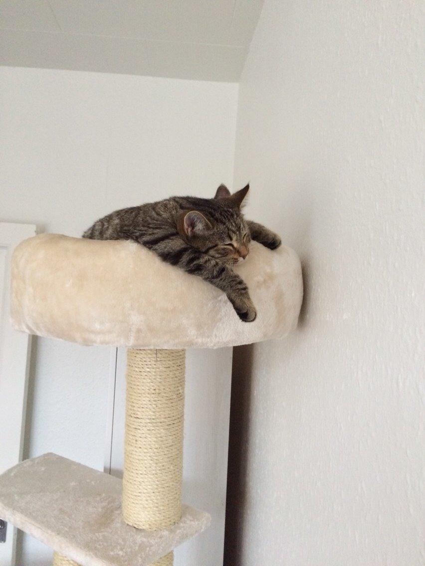 Europé Eife's Whirlaway (Willy) billede 18