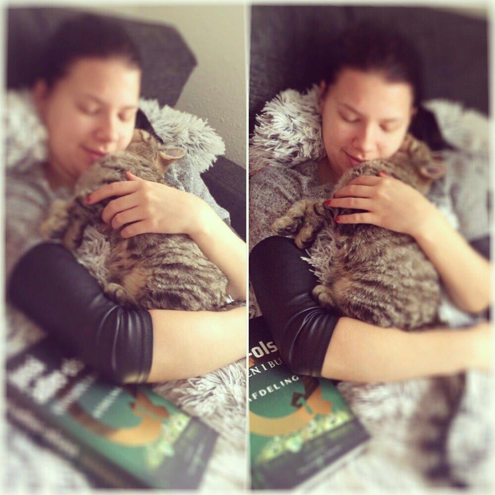 Europé Eife's Whirlaway (Willy) billede 20