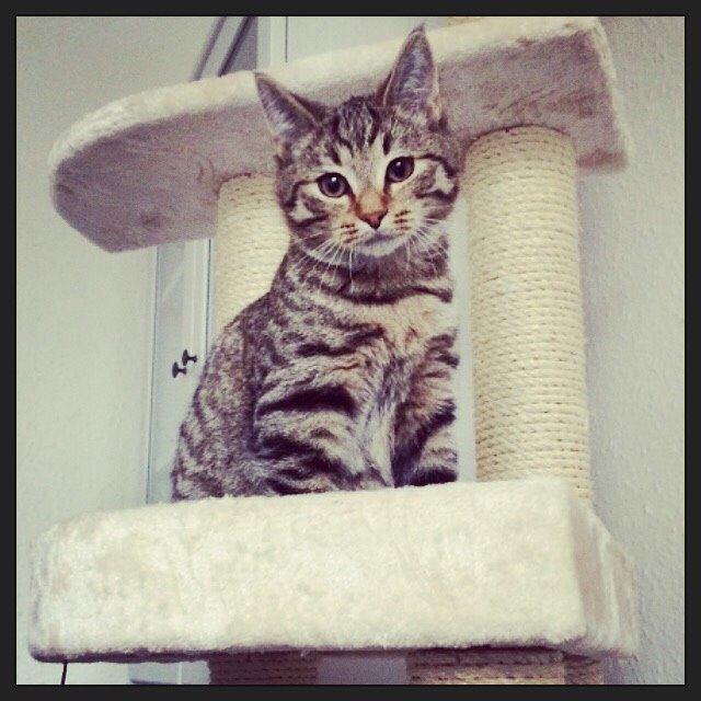 Europé Eife's Whirlaway (Willy) billede 22