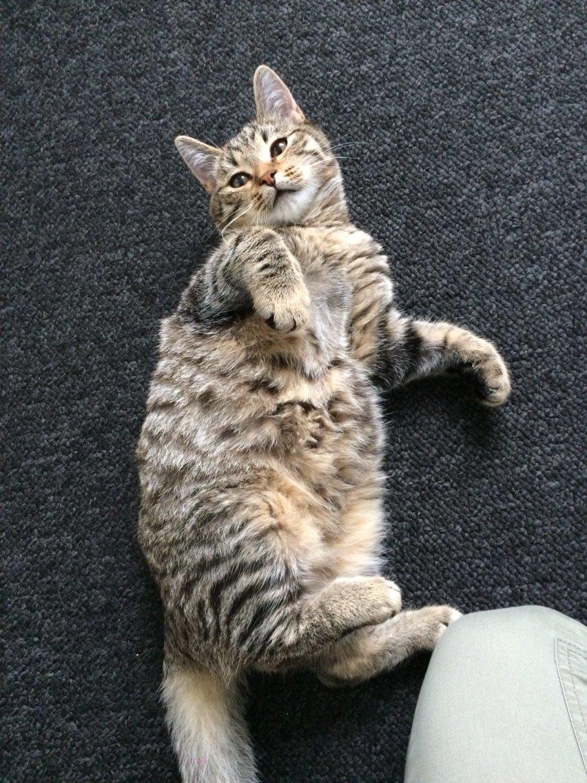 Europé Eife's Whirlaway (Willy) billede 21