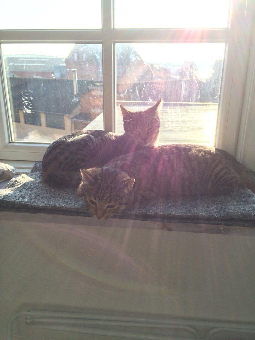 Huskat Arnold billede 16