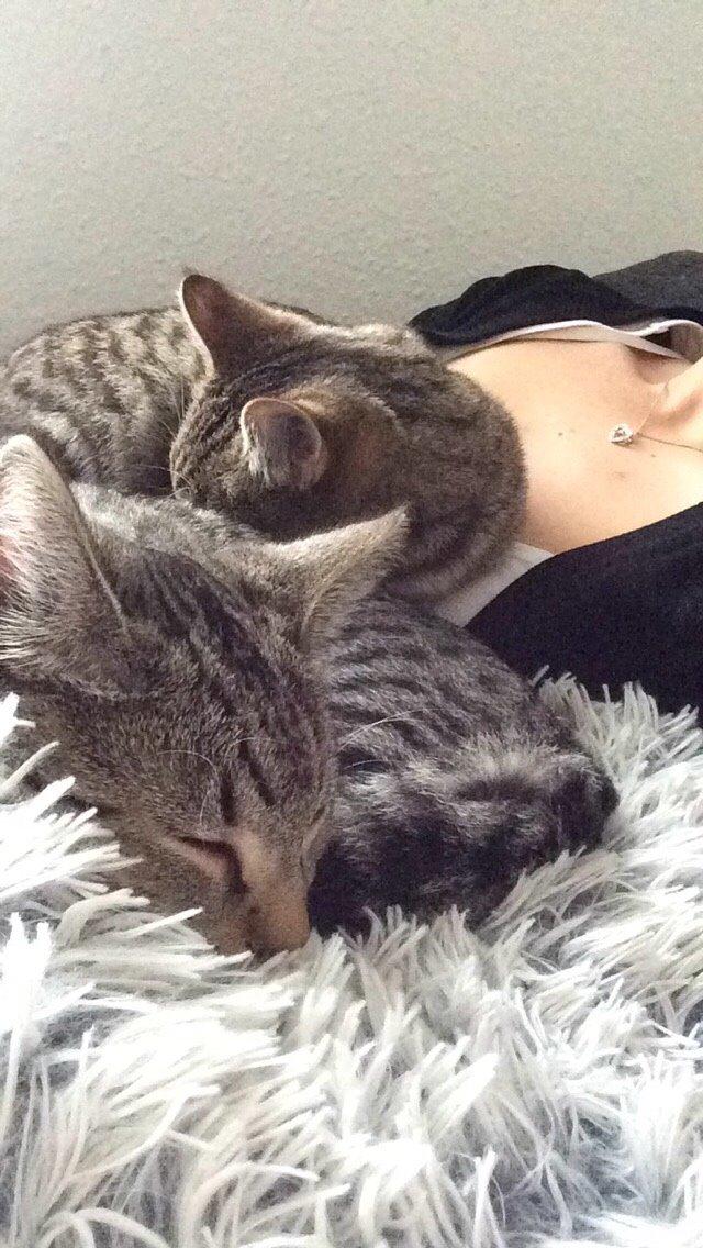 Huskat Arnold billede 17