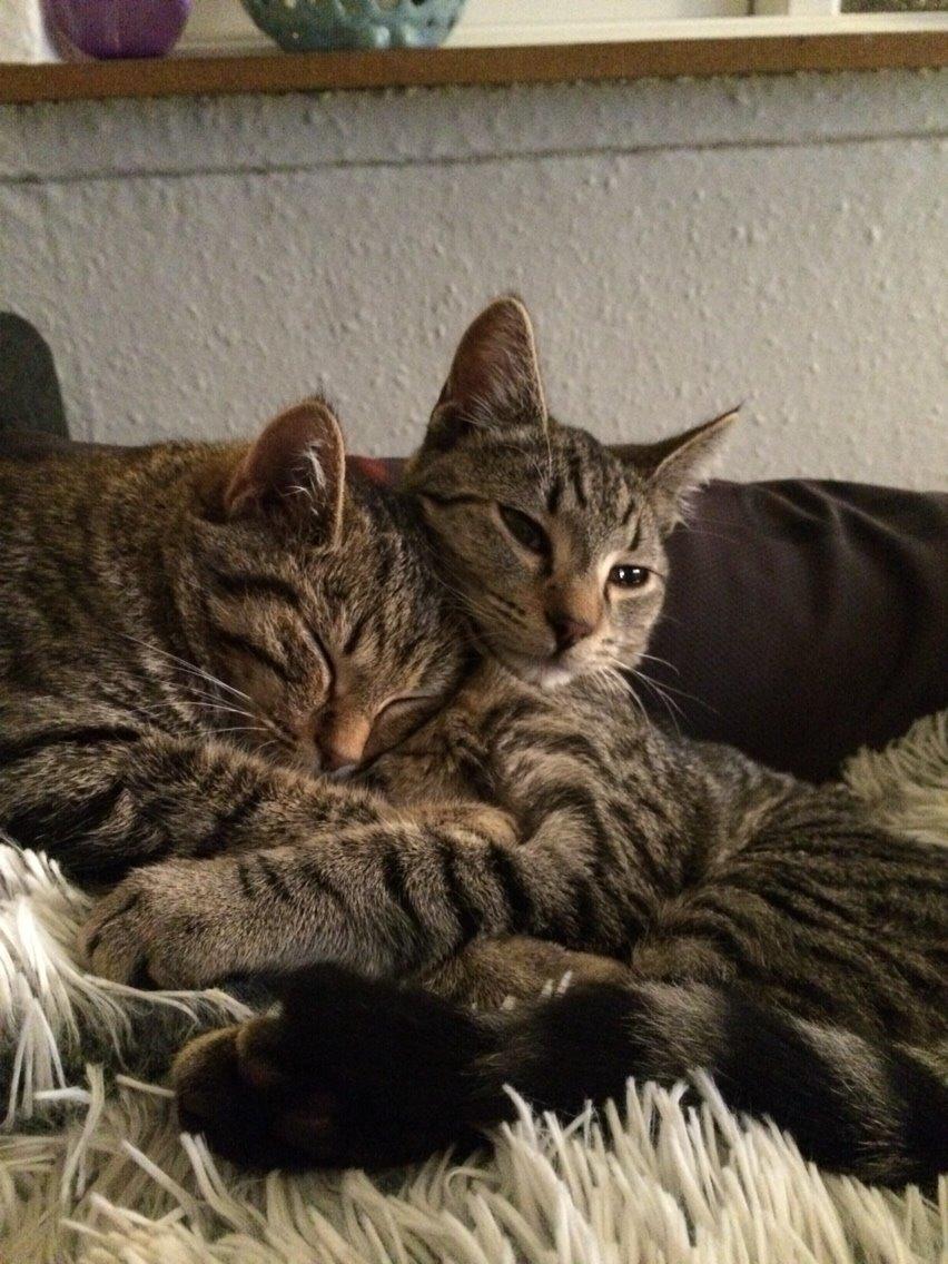 Huskat Arnold billede 18