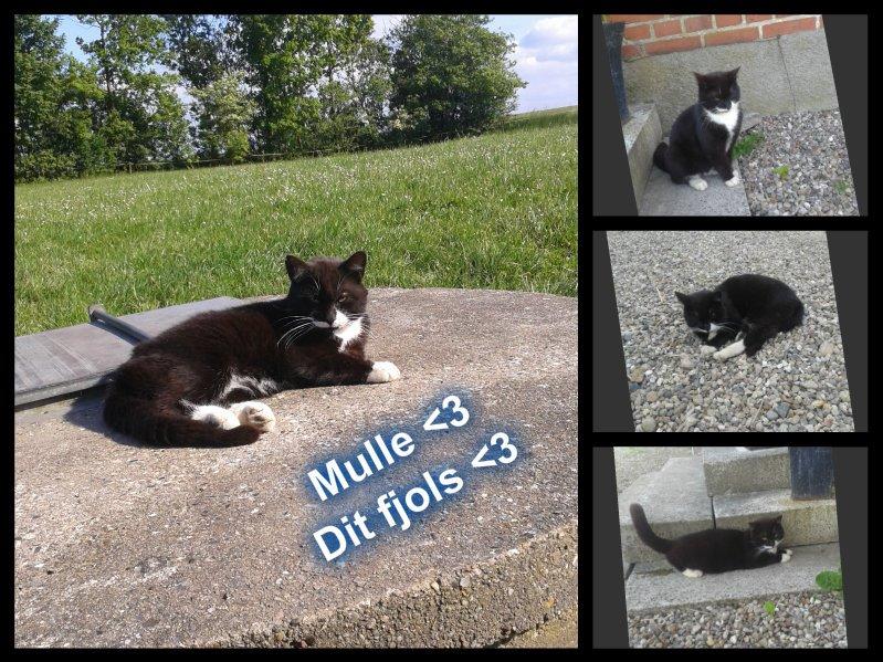 Huskat mulle (bamse) - Velkommen til Mulles galleri billede 1