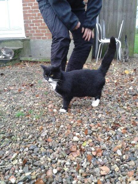 Huskat mulle (bamse) billede 2