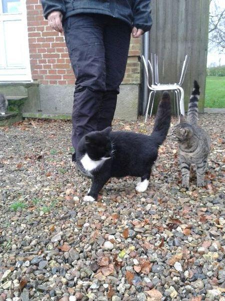 Huskat mulle (bamse) - Tayson snuser til ham  billede 3