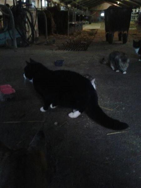 Huskat mulle (bamse) - Inde i stalden  billede 4