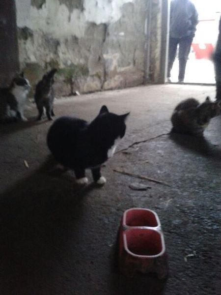 Huskat mulle (bamse) billede 5