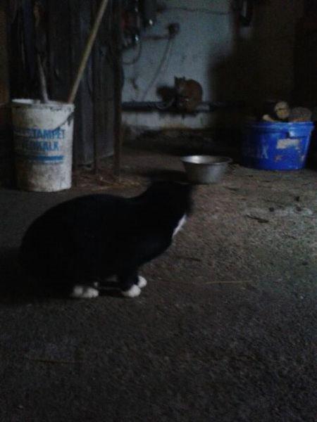 Huskat mulle (bamse) billede 6