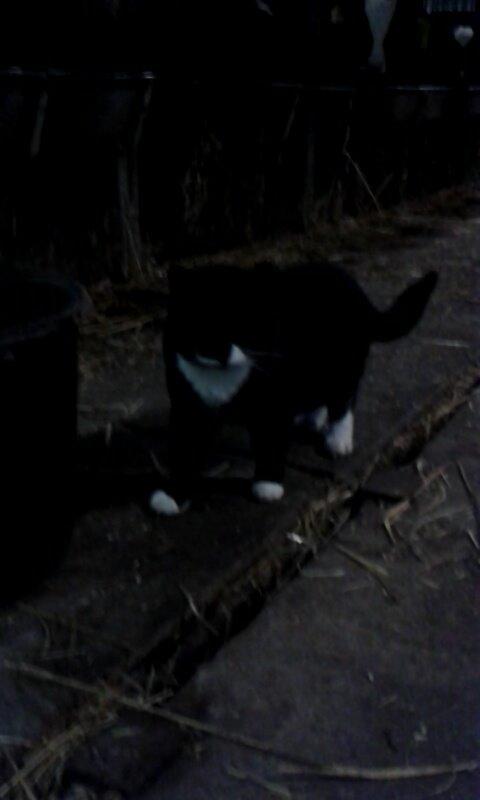 Huskat mulle (bamse) billede 7