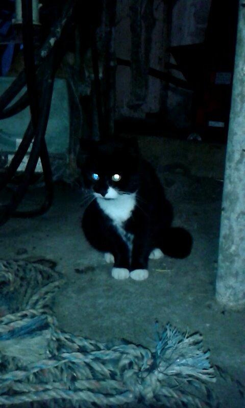 Huskat mulle (bamse) billede 8