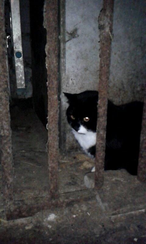 Huskat mulle (bamse) - I fængsel billede 9