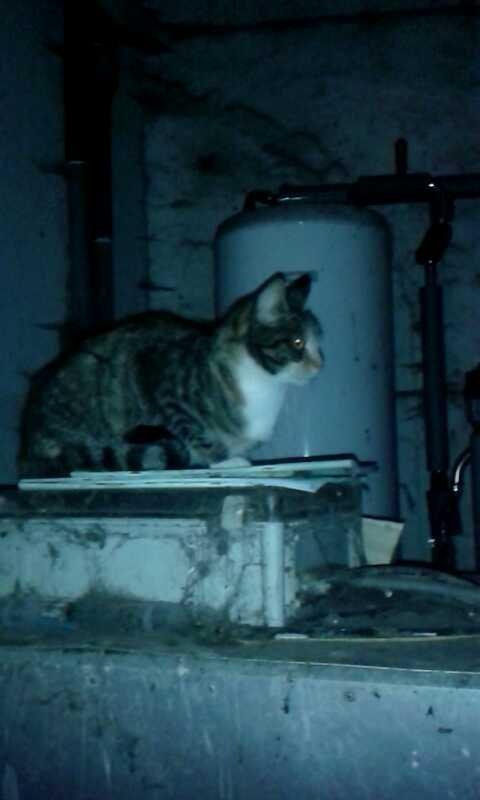 Huskat pus (mit et og alt) <3 billede 39