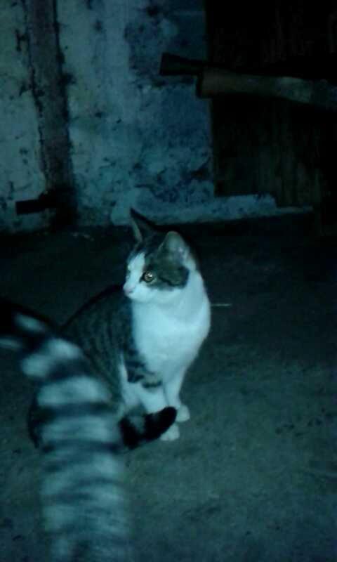 Huskat bølle - Venter på mad billede 40