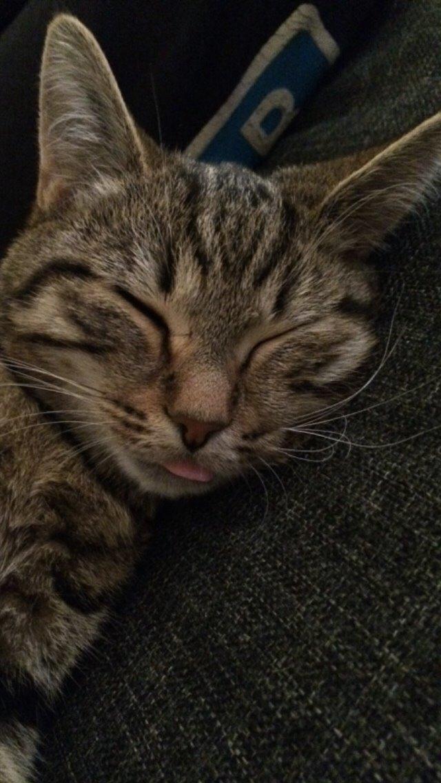 Europé Eife's Whirlaway (Willy) billede 23