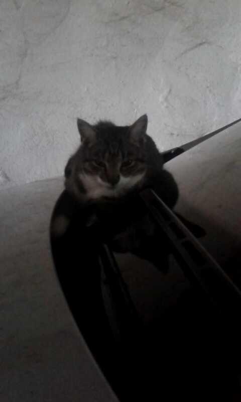 Huskat Mille - Ligger på bilen og nyder varmen  billede 37