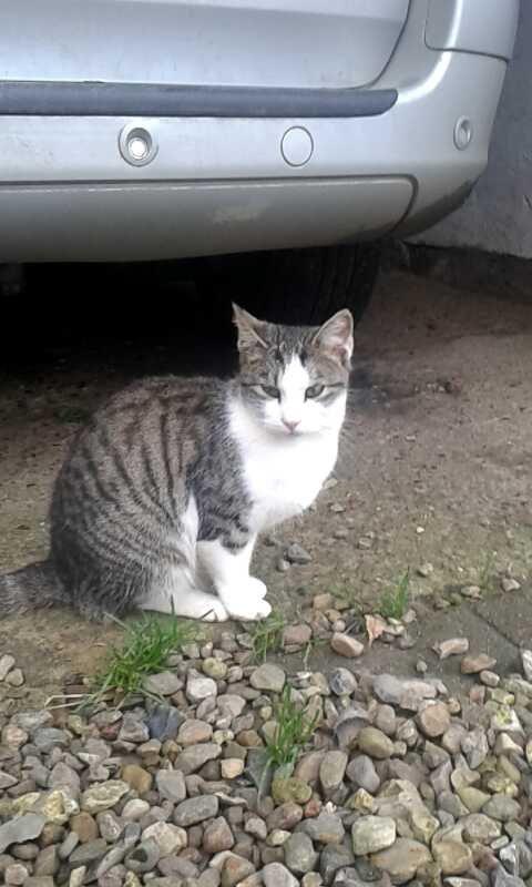 Huskat bølle billede 43