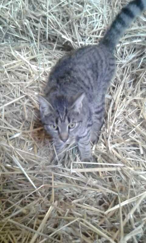 Huskat Tayson billede 33