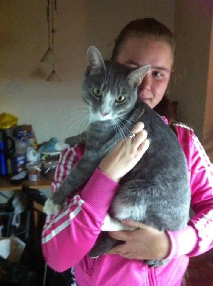 Huskat chiko (hittemis) billede 11