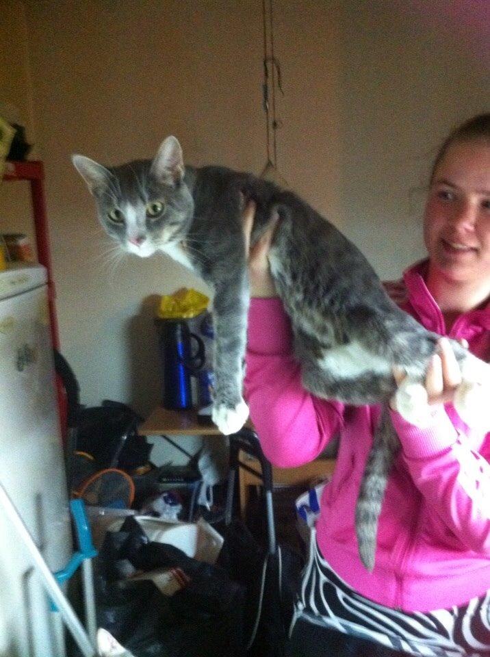 Huskat chiko (hittemis) billede 12