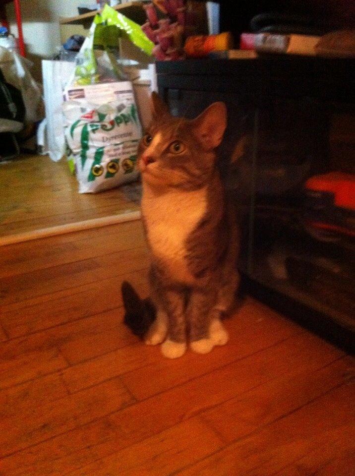 Huskat chiko (hittemis) billede 13