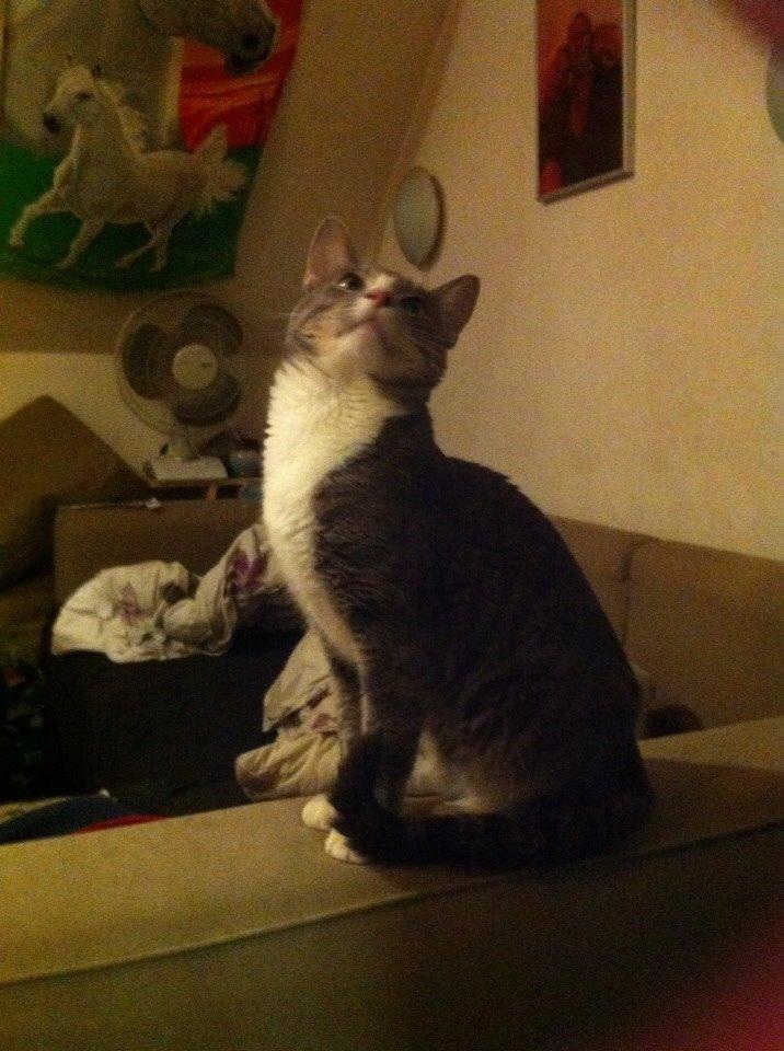 Huskat chiko (hittemis) billede 15