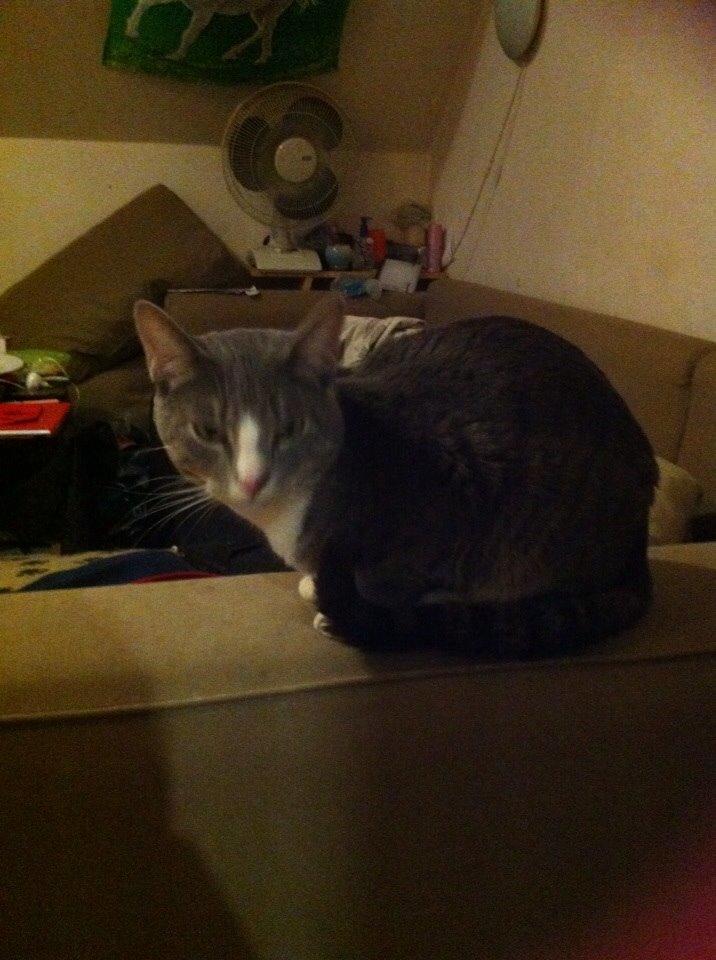 Huskat chiko (hittemis) billede 14