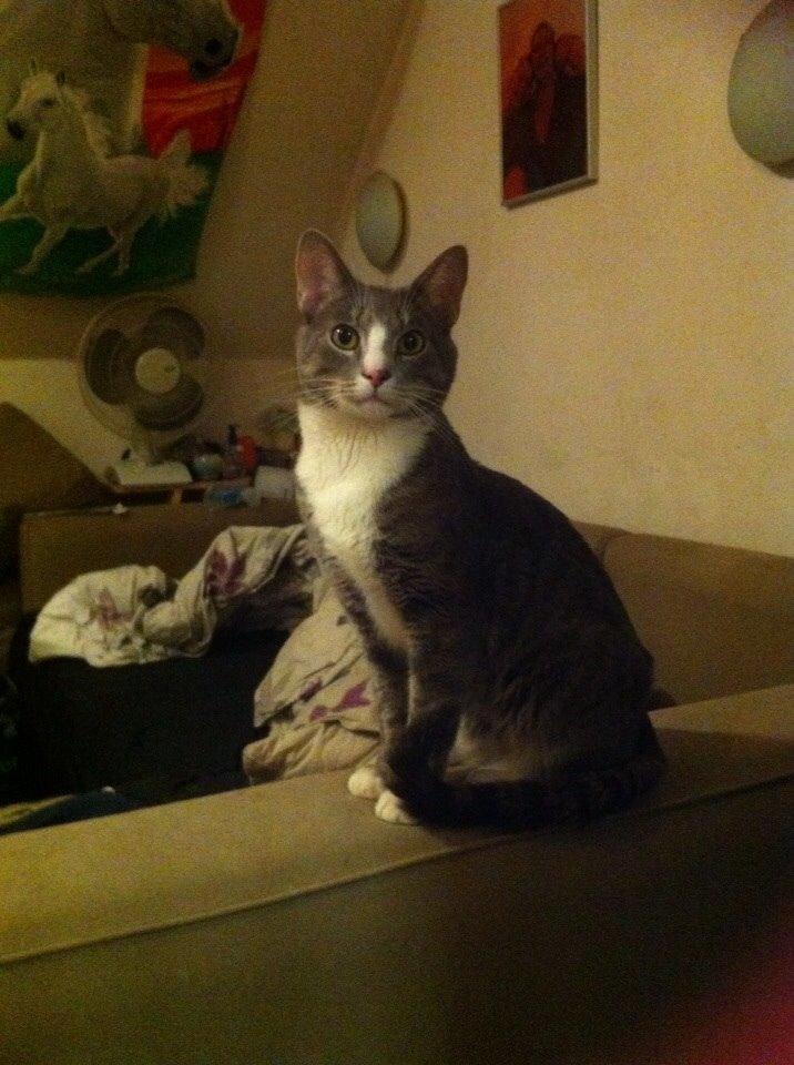 Huskat chiko (hittemis) billede 16