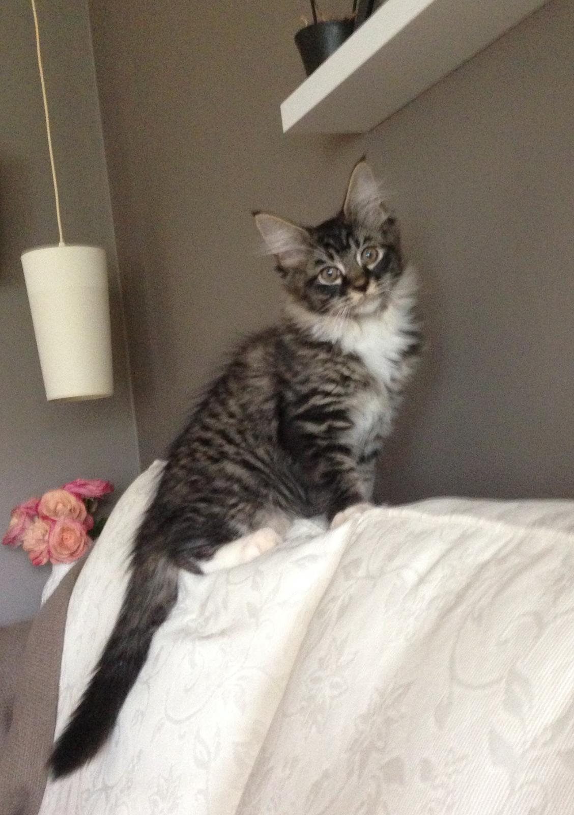 Maine Coon Simba - Simba er kommet hjem til mig. 12 uger billede 25