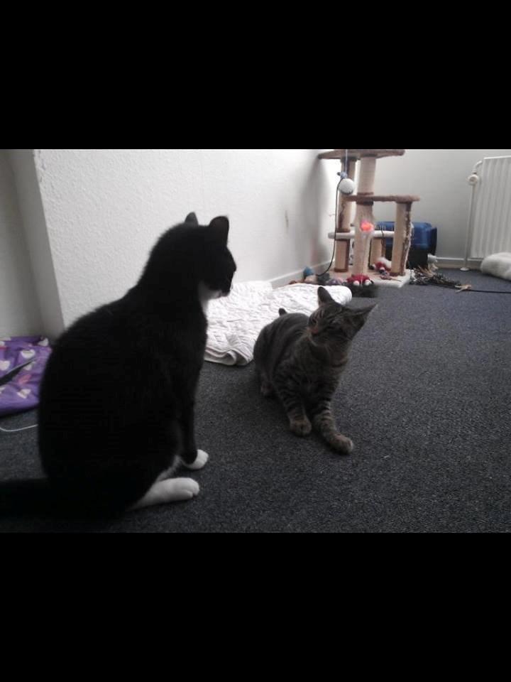 Huskat Balou - Balou leger med hans lille bror leo (leo er deværre ikke ved mig mere) billede 3