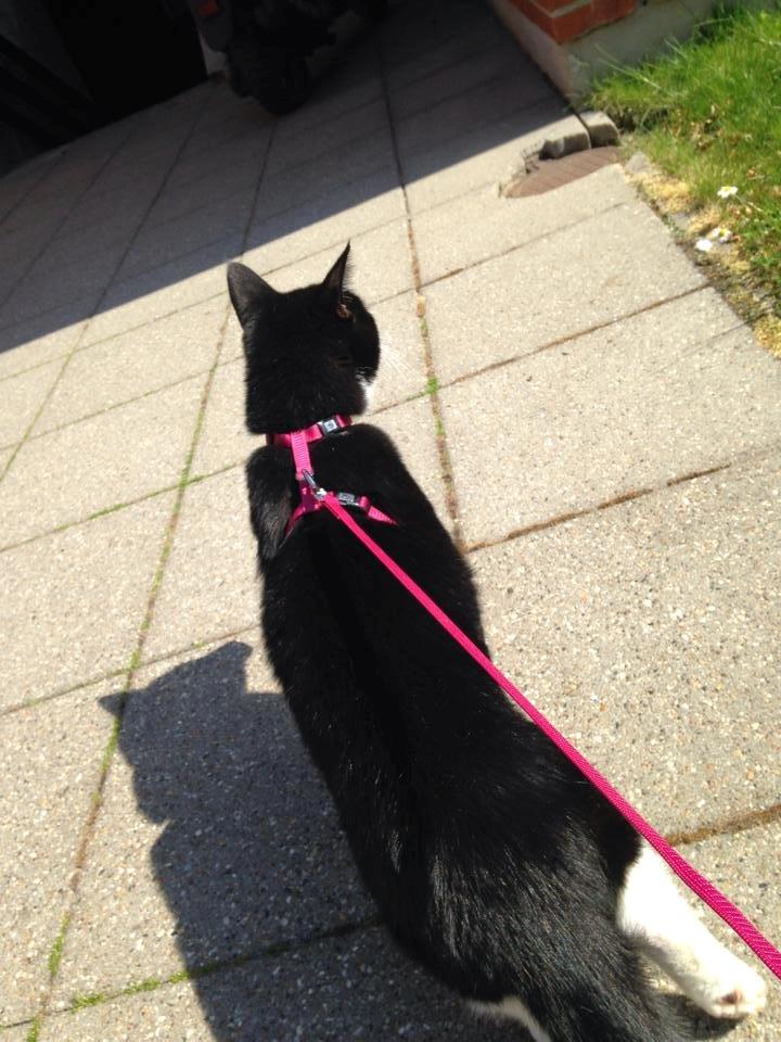 Huskat Balou - ude og få lidt luft, det kan han så godt lide :) billede 5
