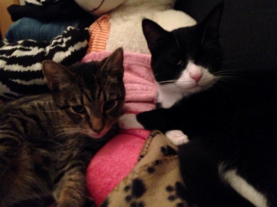 Huskat Balou - Balou og leo billede 6