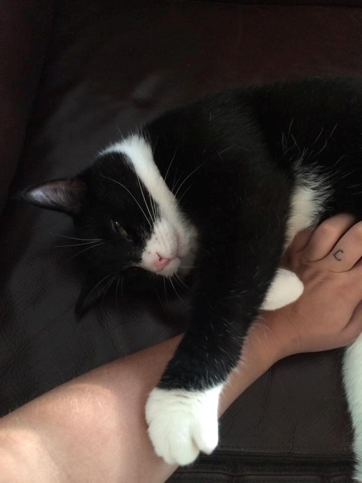 Huskat Balou - han er en rigtig putte trold :) billede 7