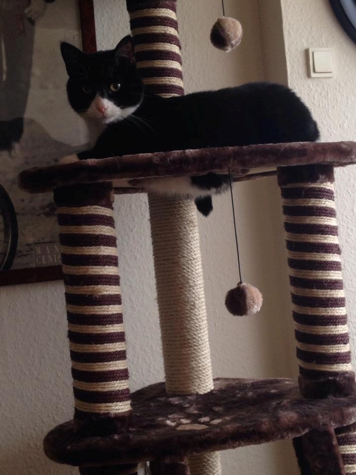 Huskat Balou - balou og hans dejlige mave :D billede 1