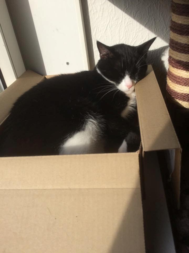 Huskat Balou - balou elsker papkasser! billede 8