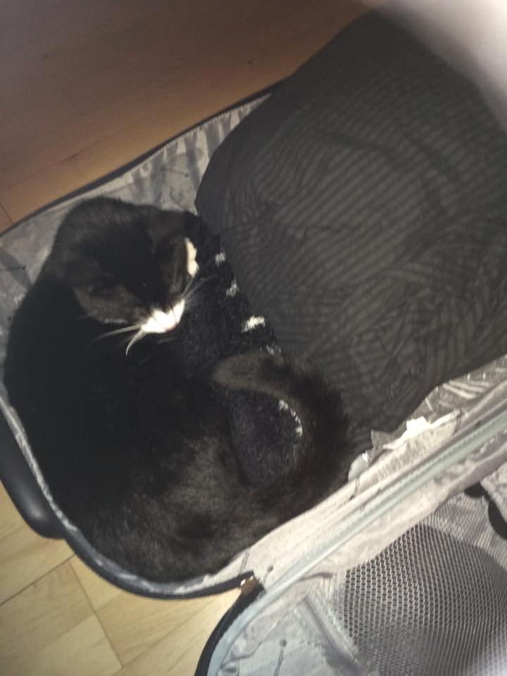 Huskat Balou - jeg må aldrig rejse fra balou fra balou af! billede 4