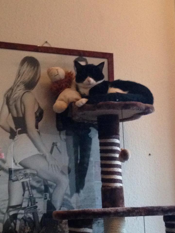 Huskat Balou - balou og hans søde bamse  billede 10