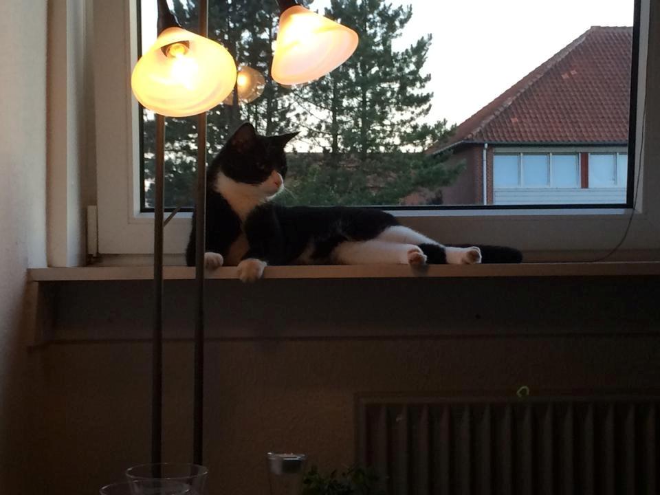 Huskat Balou - han skal altid ligge og holde øje med det hele  billede 11